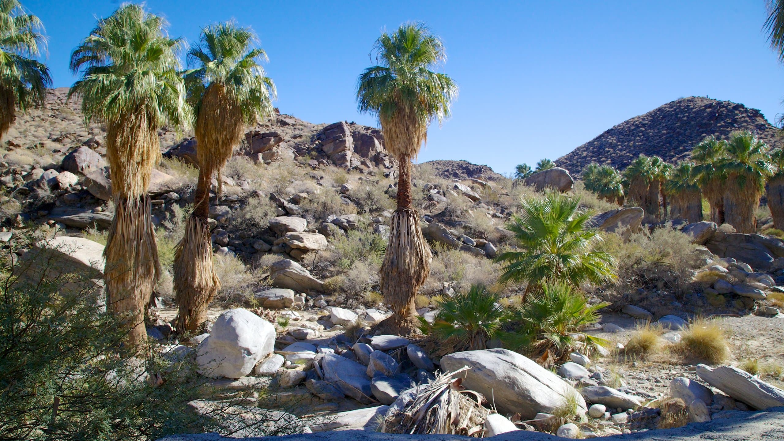 Hero image for Shangri La Palms