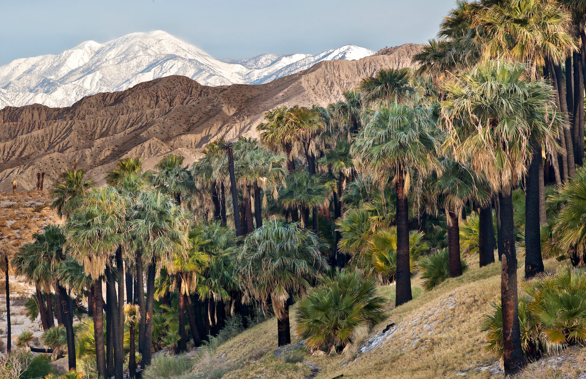 Hero image for Willis Palms